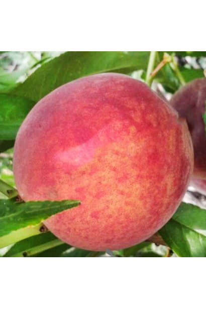 Персик Кондор — плоди на дереві, крупний план